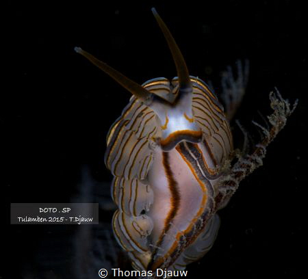 Doto. SP @ Tulamben, Bali - Indonesia

Canon 5D m III +... by Thomas Djauw 