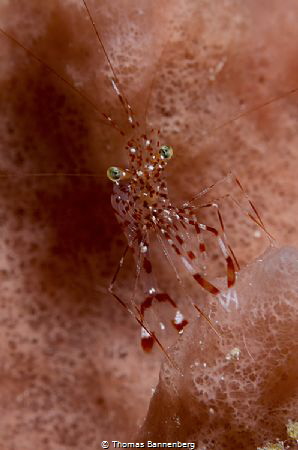 transparent
NIKON D7000 in a Seacam "Prelude" uw housing... by Thomas Bannenberg 