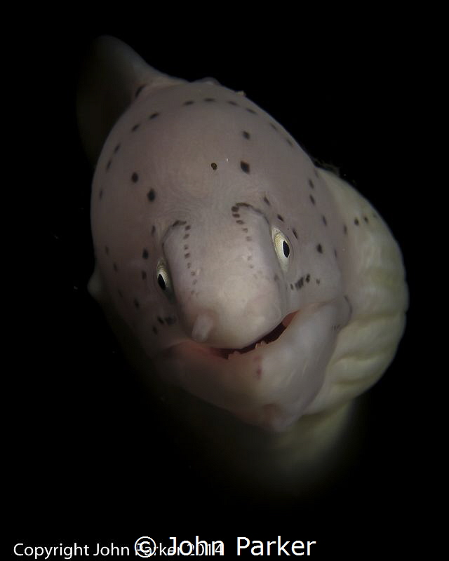 Moray Nuweiba by John Parker 