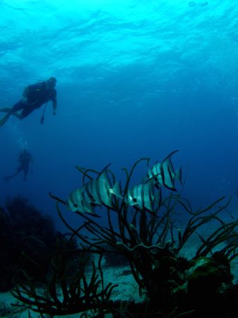 Atlantic spadefish on a patch reef in The South Water Cay... by Martin Spragg 