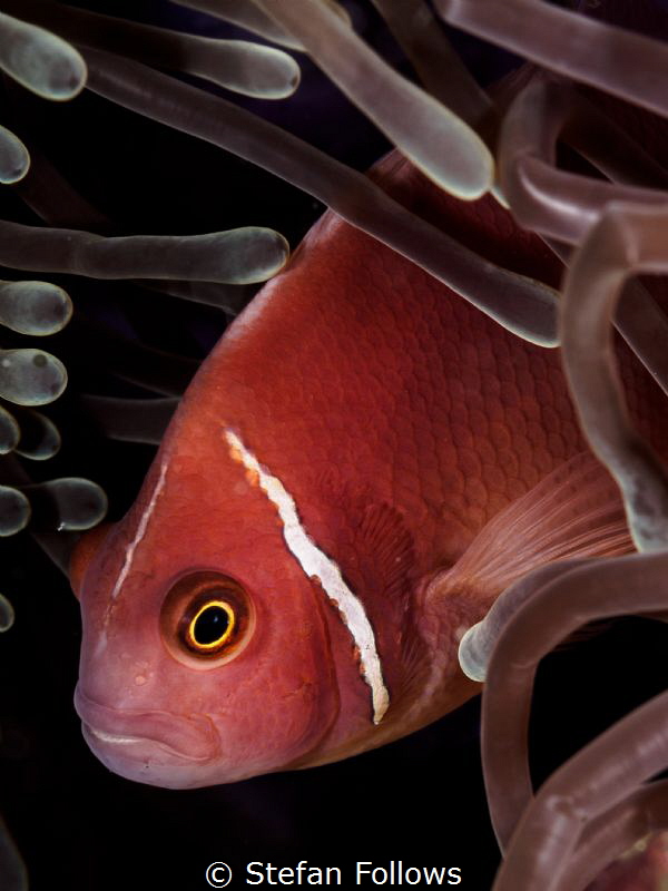 Reprobate. Pink Anemonefish - Amphiprion perideraion. Mae... by Stefan Follows 