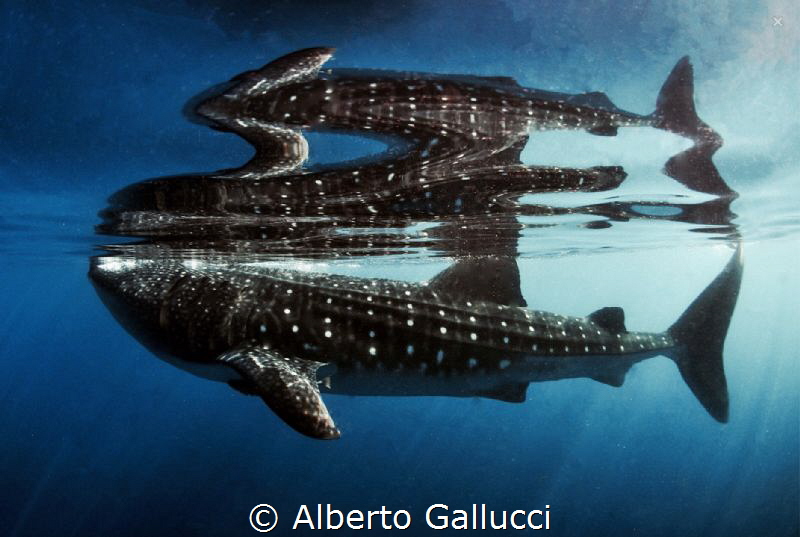 Reflections by Alberto Gallucci 