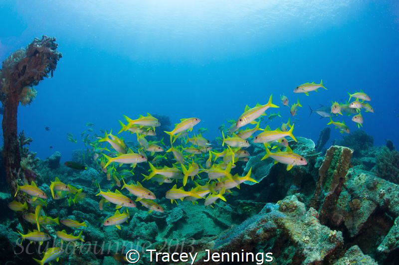 Exploratory diving Indonesia by Tracey Jennings 