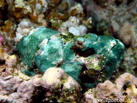 This devil scorpionfish blended in pretty well amongst th... by Zaid Fadul 