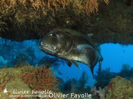 This afternoon, Giant Trevally entered a cave at 33 meter... by Olivier Fayolle 