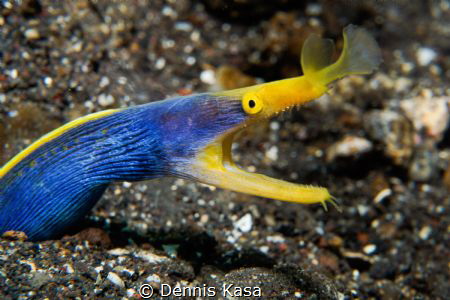 Blue Ribbon Moray Eel
Bali - Tulamben Coral Garden
Pic ... by Dennis Kasa 