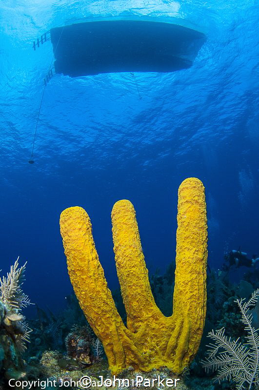 Yellow Sponge Grand Cayman East End by John Parker 