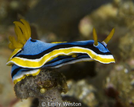 Descending a sponge by Emily Weston 