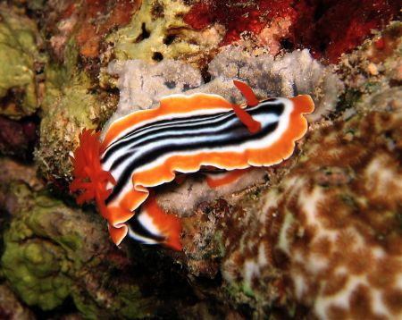 Chromodoris Magnifica at Sipadan by Alex Lim 