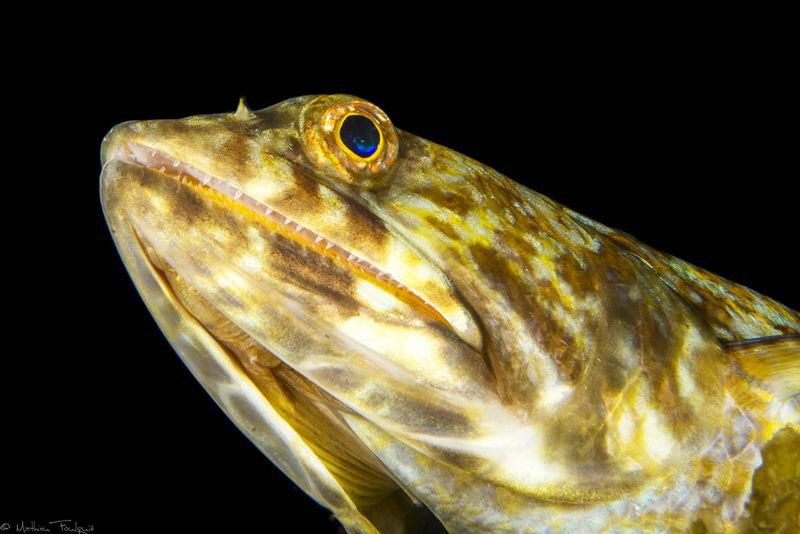lizardfish by Mathieu Foulquié 