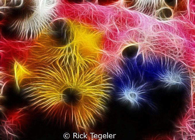 Spirabranchus by Rick Tegeler 