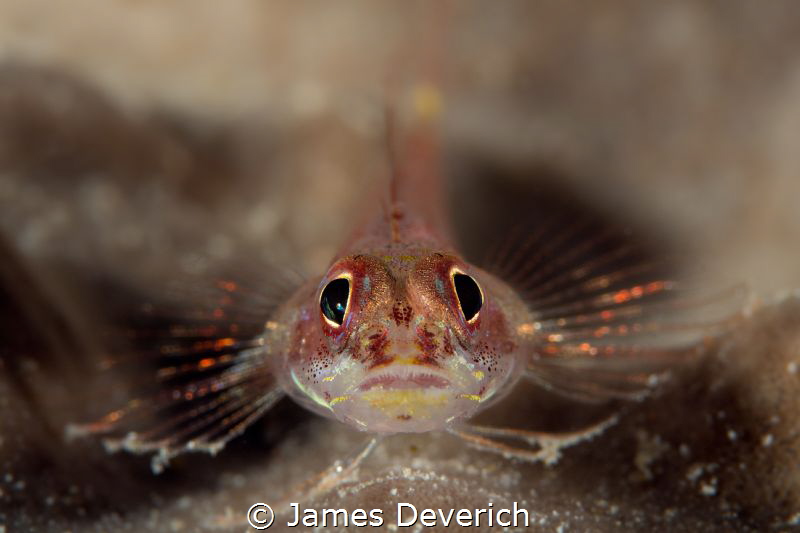 Gobi with bling by James Deverich 