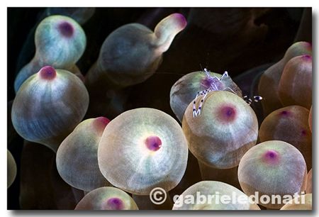 ghost. nikon D70s - 55mm macro - substrobes ds50 ikelite by Gabriele Donati 