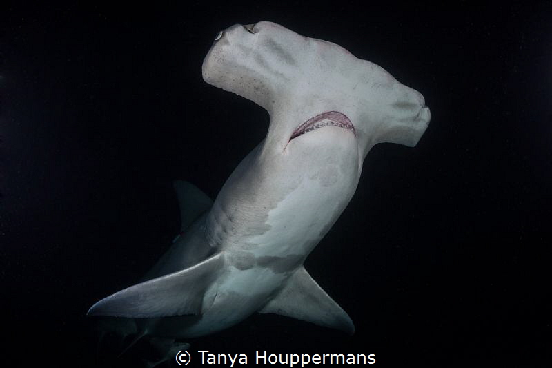 Out of the Darkness
A hammerhead at night near Bimini, B... by Tanya Houppermans 
