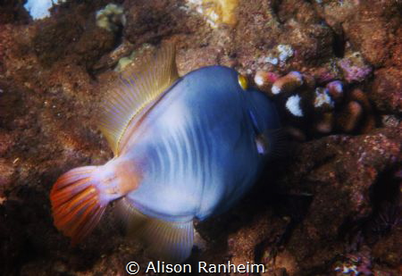 Filefish, Honolua Bay, Maui by Alison Ranheim 