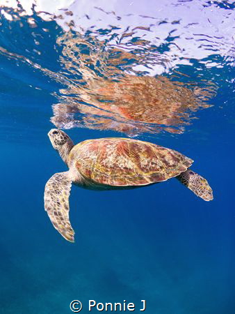 Skin dive with Turtle by Ponnie J 