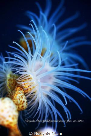 Gorgonian Wrapper
Nemanthus sp. 
they are generally fou... by Noriyuki Otani 