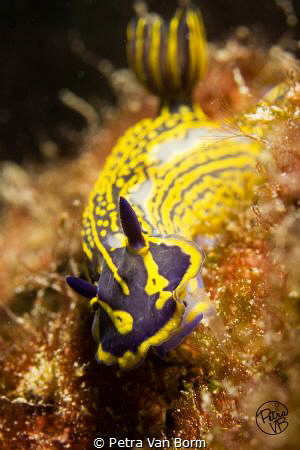 Hungry Hypselodoris picta by Petra Van Borm 