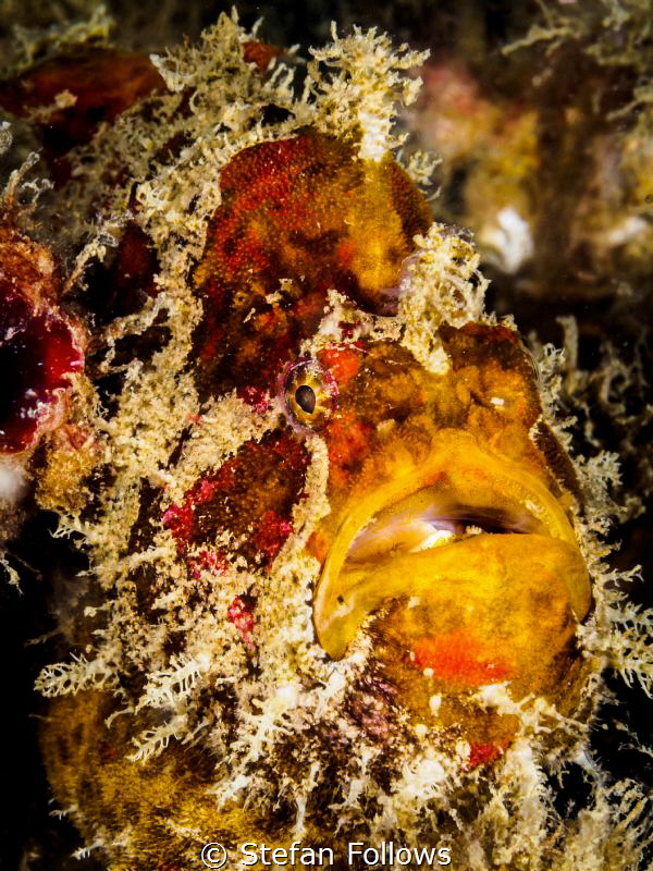 In yer' Face. Frogfish - Antennarius sp. Chaloklum, Thail... by Stefan Follows 