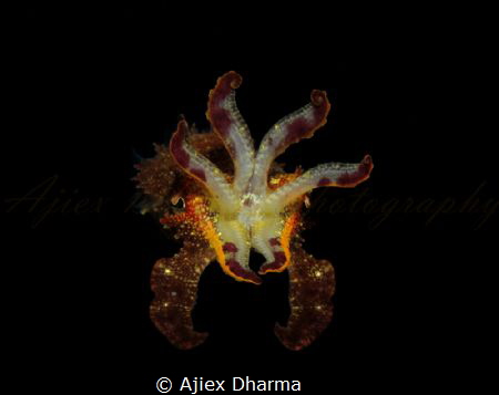 Cuttlefish 
Taken with canon S120 by Ajiex Dharma 