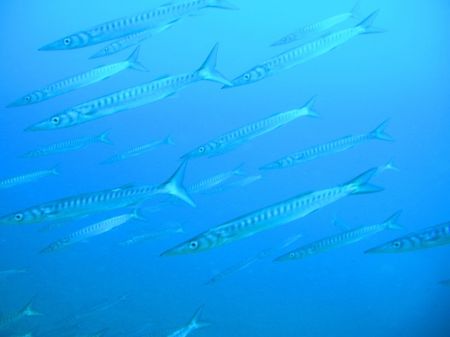Barracudas by Hakan Taslicay 