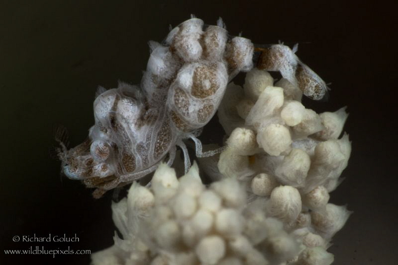 Broken-back Shrimp-Anilao,Phillippines. by Richard Goluch 