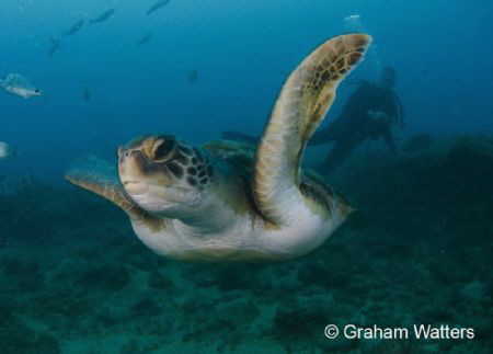 Turtle flyby Tenerife by Graham Watters 