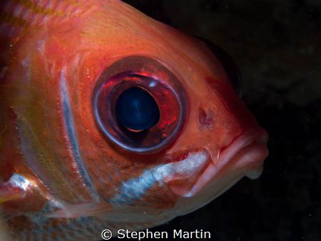 We see these guys all the time.Glass eyed by Stephen Martin 