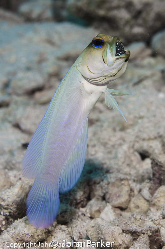 Jawfish with eggs by John Parker 
