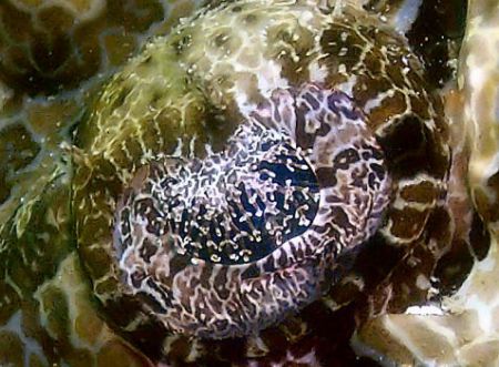 Close up of a Crocodilefish's eye. by Stephen Wurfel 