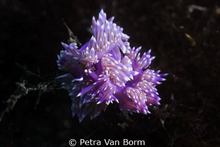 Flabellina Love by Petra Van Borm 
