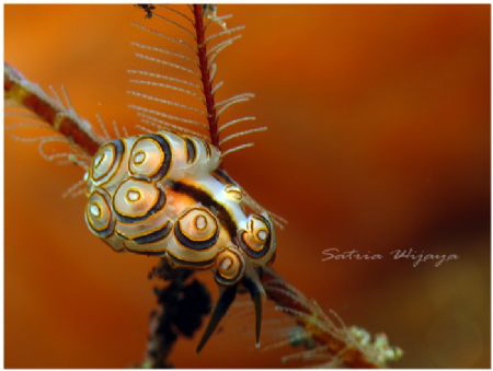 "Burning Doto" by Satria Wijaya 