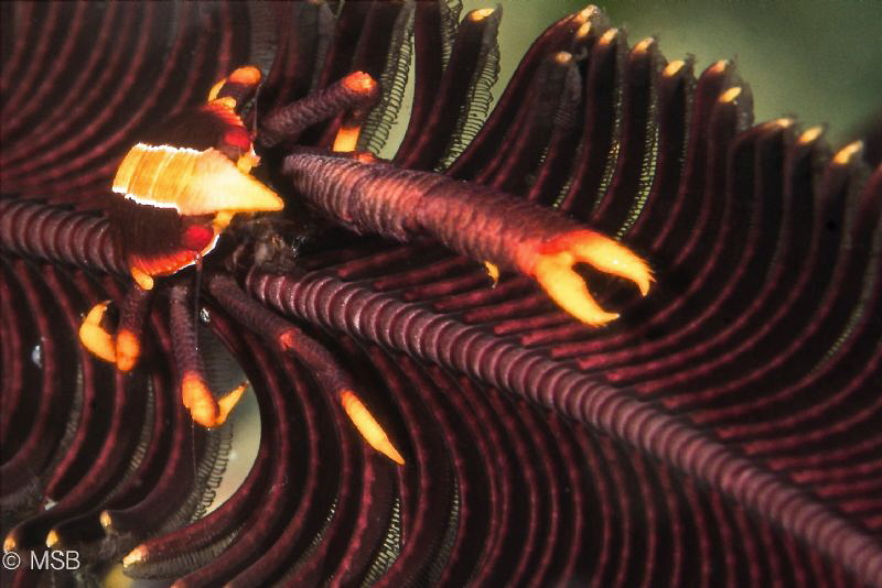Crinoid squad lobster. by Mehmet Salih Bilal 