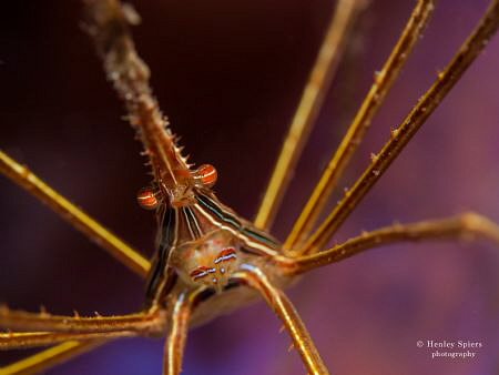 Yellowline Arrow Crab set against an Azure Vase Sponge. by Henley Spiers 