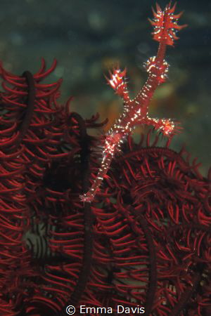 Ornate Ghost Pipefish by Emma Davis 