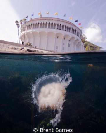 Jelly fish photographed at the Casino Point in Catalina I... by Brent Barnes 