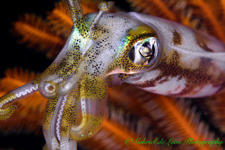"Squid Magic" by Gabriel De Leon Jr 