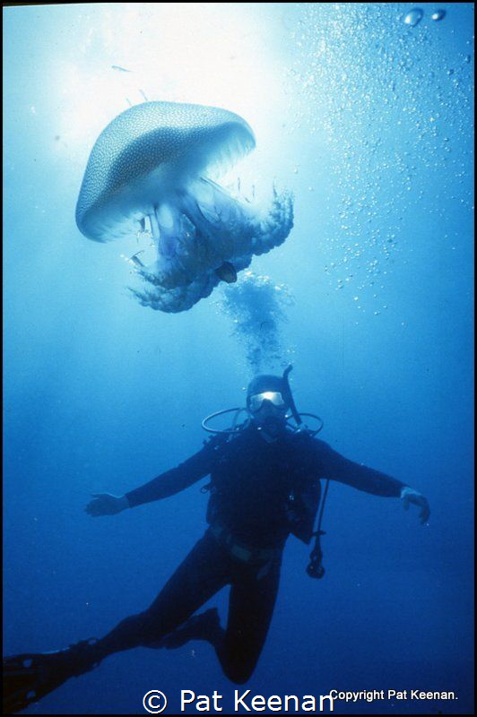 Great JellyFish Encounter. A quick shot 'taken from the h... by Pat Keenan 