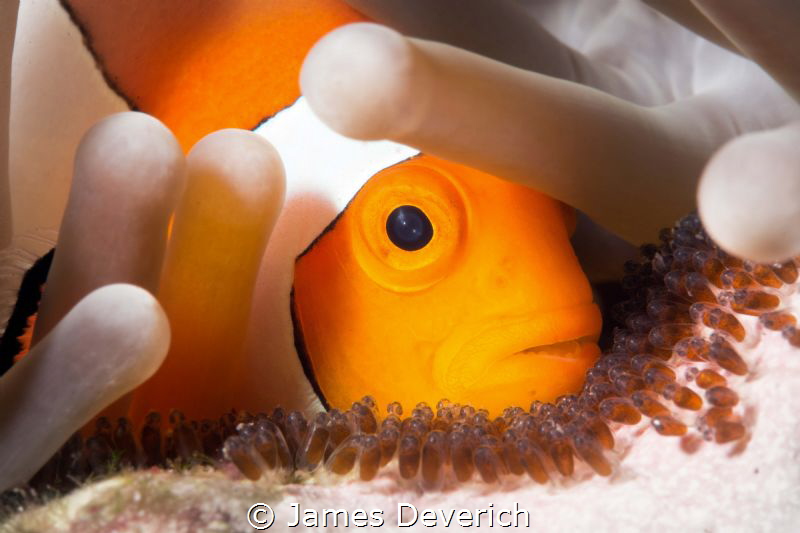Stay back these are not for an omelet! False Clown with e... by James Deverich 