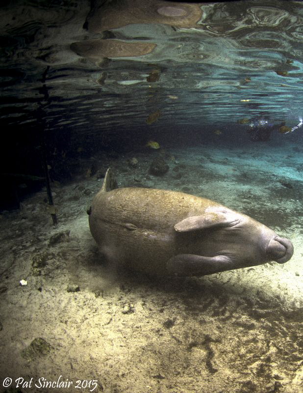 Playful

This manatee rolled over just as I approached ... by Patricia Sinclair 