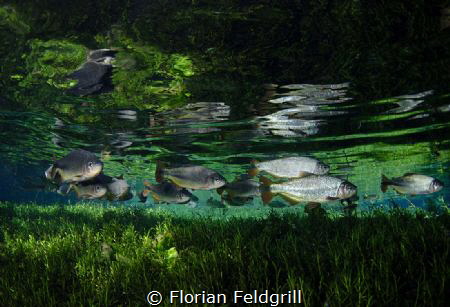 This Pic was taken in Blue Spring near Bonito Brazil with... by Florian Feldgrill 