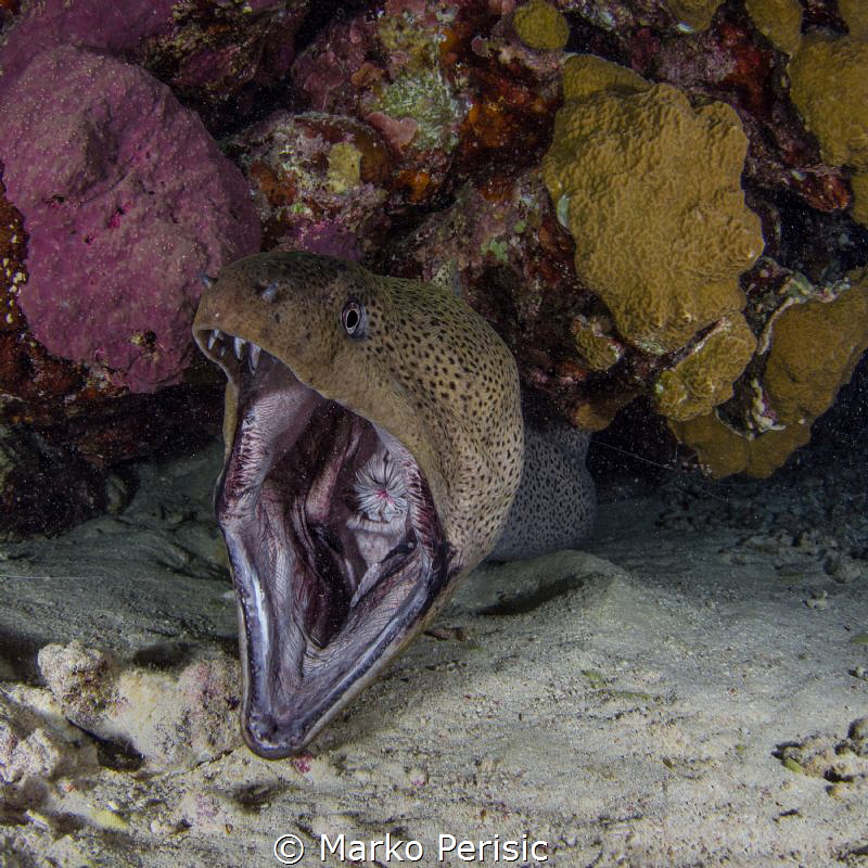 OPEN WIDE by Marko Perisic 