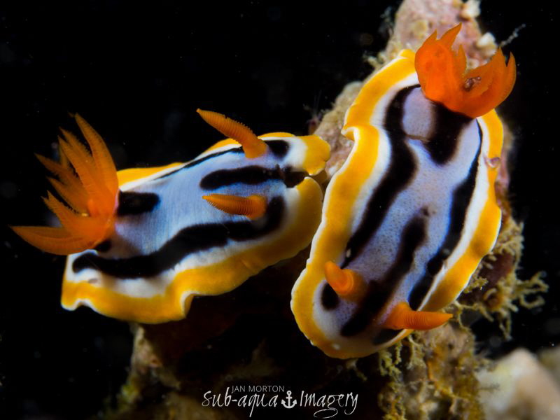 Twins - Lefty has a Cleft Lip
Malapascua by Jan Morton 