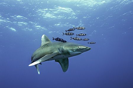 elphinstone-reef-nik D2x-divers heaven fleet by Manfred Bail 