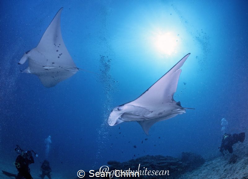 'Flight of the Mantas' by Sean Chinn 