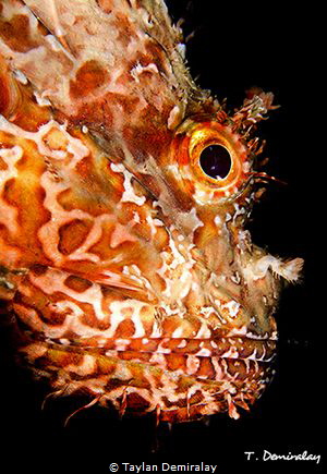Scorpaena scrofa by Taylan Demiralay 
