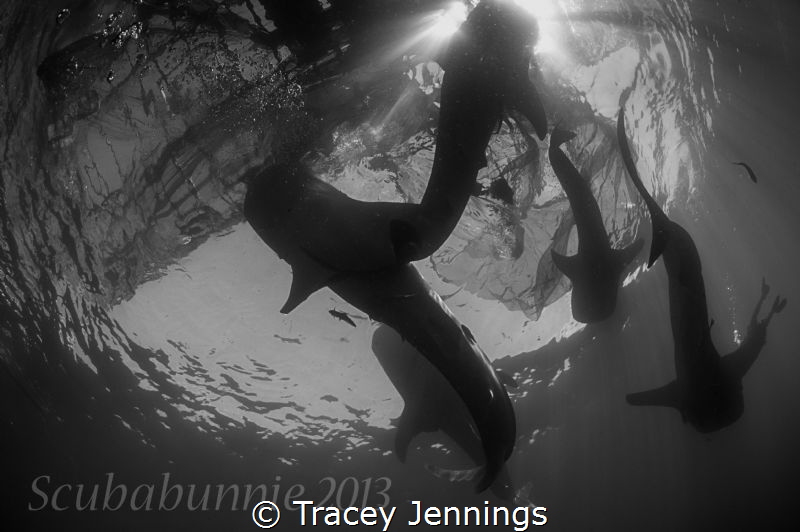 how many whale sharks ? by Tracey Jennings 