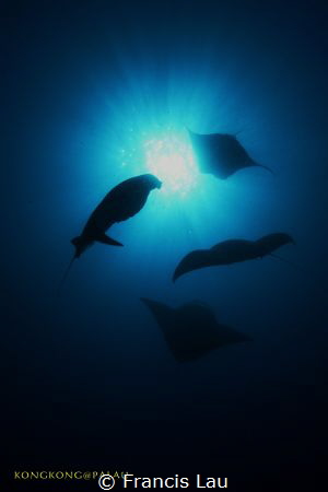 I love Manta Rays! by Francis Lau 