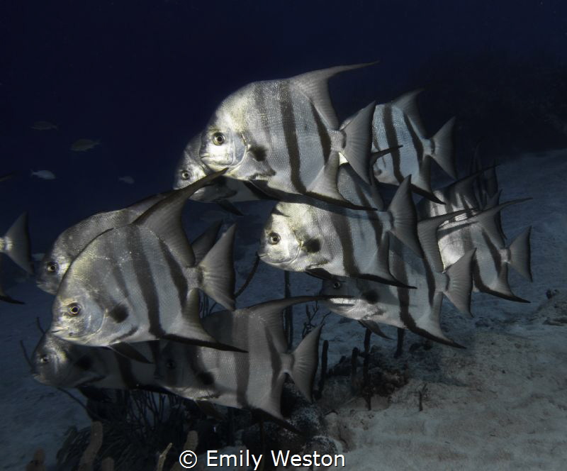 Spadefish School. 
A resident group of Atlantic Spadefis... by Emily Weston 