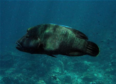 Huge Humphead Wrasse in shallow water with sunlight strea... by Alex Lim 